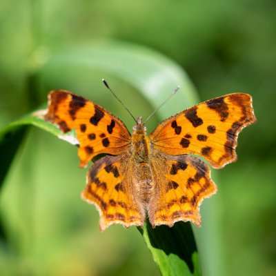 Polygonia c-album (babočka bílé c), Augšperský potok