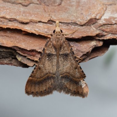 Stemmatophora brunnealis (-), PP Kamenný vrch u Kurdějova