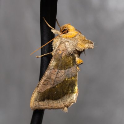 Diachrysia chrysitis (kovolesklec šedivkový), SK, Štôla