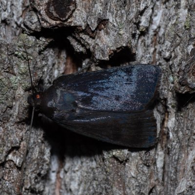 Amphipyra livida (blýskavka černá), Kývalka