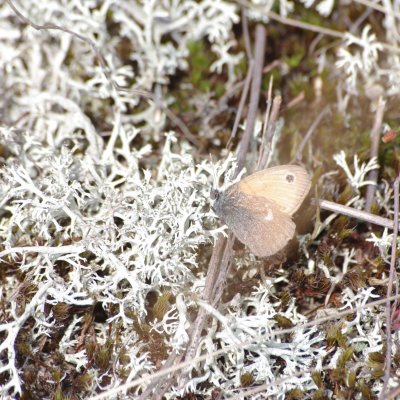 Coenonympha pamphilus (okáč poháňkový), Havranické vřesoviště