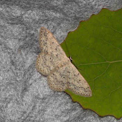 Scopula marginepunctata (vlnopásník tečkovaný), Hády