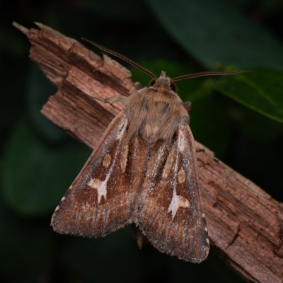 Cerapteryx graminis (můra luční), NPR Radostínské rašeliniště