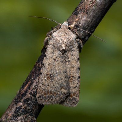 Caradrina clavipalpis (blýskavka čtyřtečná), PP Milovická stráň