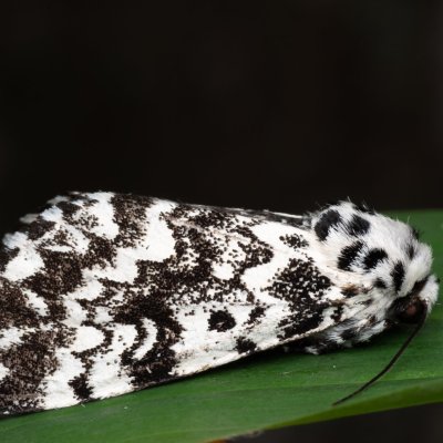 Panthea coenobita (běloskvrnka smrková), NPP Jeskyně Pekárna