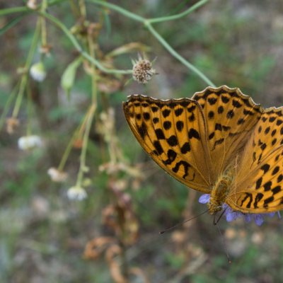 Argynnis paphia (perleťovec stříbropásek), SLO, Škocjanské jeskyně