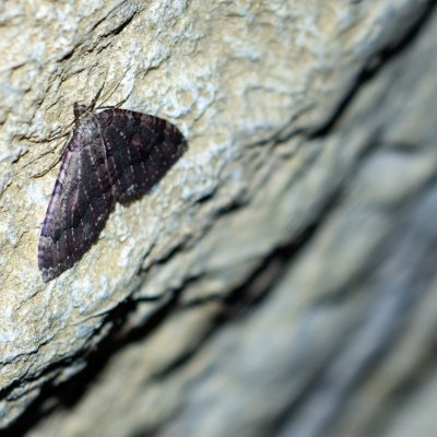 Triphosa dubitata (píďalka jeskynní), Suchý žleb