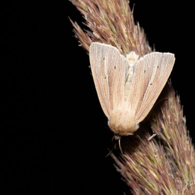 Mythimna impura (plavokřídlec luční), Devět křížů