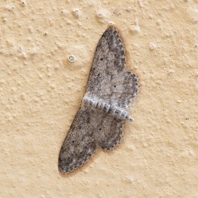 Scopula marginepunctata (vlnopásník tečkovaný), AT, Gumpoldskirchen