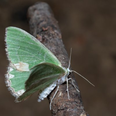 Comibaena bajularia (zelenopláštník dubový), NPP Červený kopec