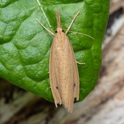 Chilo phragmitella (travařík rákosový), PP Střelická bažinka