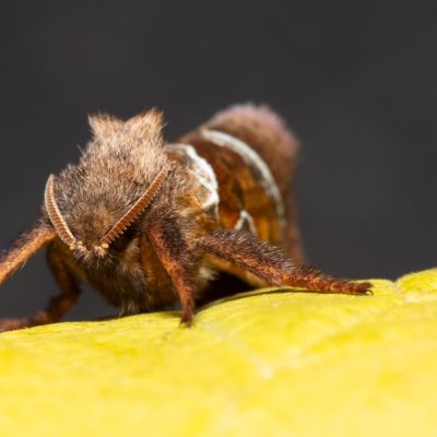 Triodia sylvina (hrotnokřídlec salátový), mokřad u Sedlece
