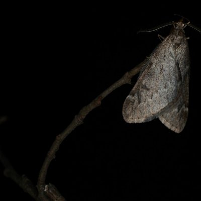Alsophila aescularia (hedvábnice jarní), Žebětín