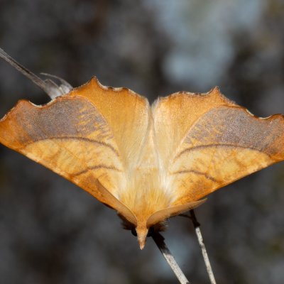 Ennomos fuscantaria (zejkovec jasanový), Hornek