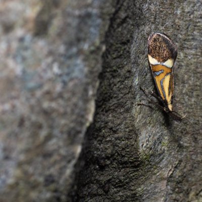 Alabonia staintoniella (krásněnka jarní), Žebětín