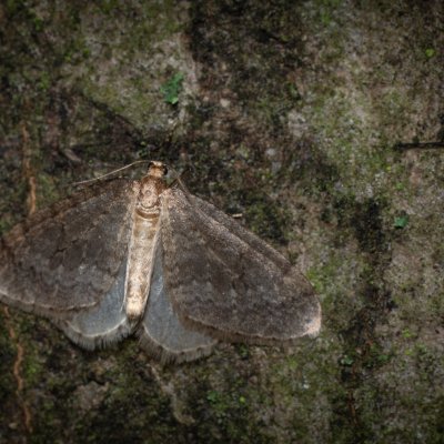 Operophtera brumata (píďalka podzimní), Podkomorské lesy