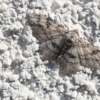 Ascotis selenaria (různorožec pelyňkový), HR, Jablanac