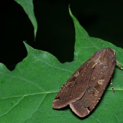 Noctua pronuba (osenice šťovíková), PR Kamenný vrch