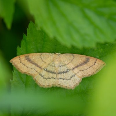 Cyclophora linearia (očkovec bukový), Podkomorské lesy, Kopeček