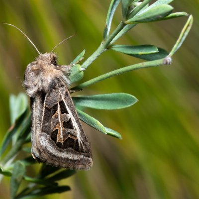 Episema glaucina (jasnobarvec západní), PP Milovická stráň