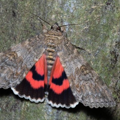 Catocala nupta (stužkonoska olšová), Žebětín