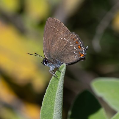 Satyrium ilicis (ostruháček česvinový), GR, Spartilas, Korfu