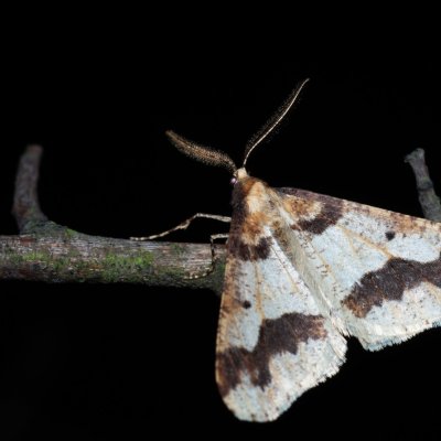 Erannis defoliaria (tmavoskvrnáč zhoubný), PR Kamenný vrch