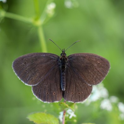 Aphantopus hyperanthus (okáč prosíčkový), NPP Švařec