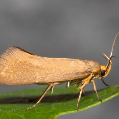 Crassa unitella (-), NPP Červený kopec