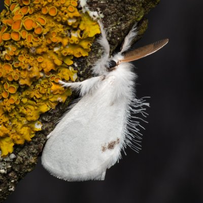 Euproctis similis (bekyně pižmová), PP Na cvičišti