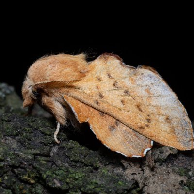 Phyllodesma tremulifolia (bourovec zejkovaný), PP Kavky