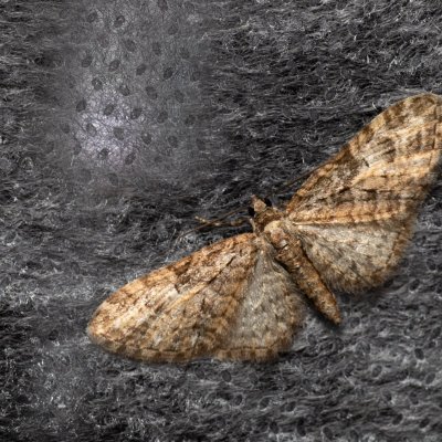 Eupithecia sp., Žebětín