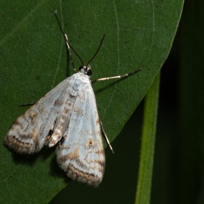 Cataclysta lemnata (vílenka okřehková), Hodonín - Zbrod