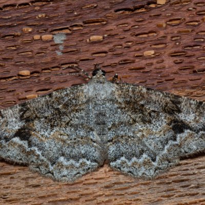 Alcis repandata (různorožec vrbový), PP Černice