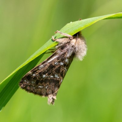 Pharmacis carna (hrotnokřídlec horský), SK, Štôla