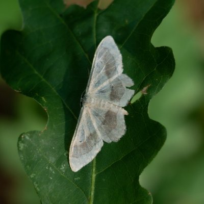 Idaea aversata (žlutokřídlec kručinkový), Žebětín