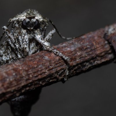 Phigalia pilosaria (drsnokřídlec hrušňový), PR Kamenný vrch