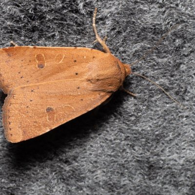 Noctua comes (osenice prvosenková), Žebětín