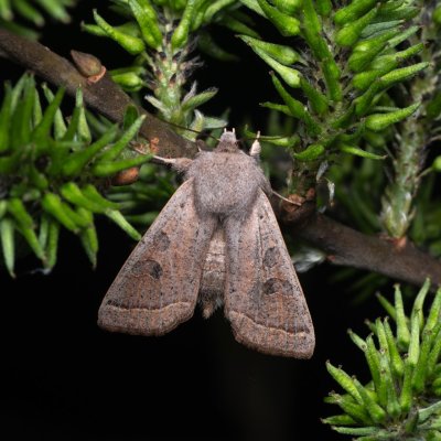 Orthosia gracilis (jarnice hladká), Lanžhot