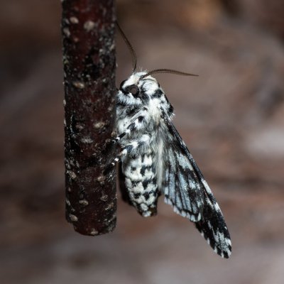 Panthea coenobita (běloskvrnka smrková), Devět křížů