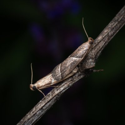 Nyctegretis lineana (-), NPP Pouzdřanská step - Kolby