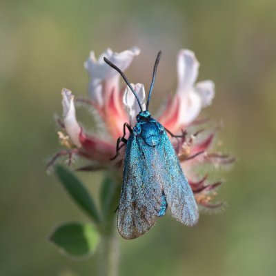 Adscita sp., GR, Arakli, Korfu