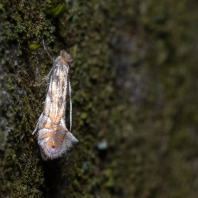 Phyllonorycter quercifoliella (-), PP Augšperský potok