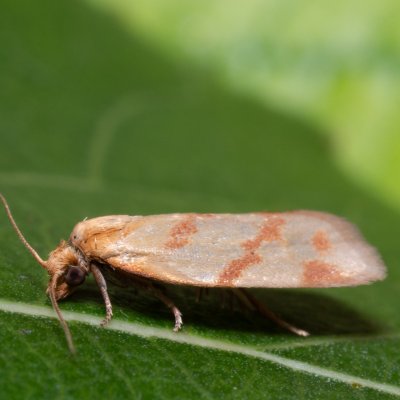 Clepsis pallidana (obaleč pelyňkový), pískovna u Mušlova
