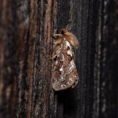 Pharmacis fusconebulosa (hrotnokřídlec kapradinový), SK, Štôla