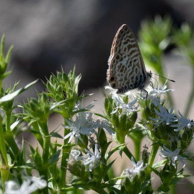 Leptotes pirithous (modrásek tažný), HR, Cesarica