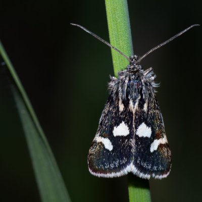 Eurrhypis pollinalis (zavíječ skvrnitý), Havranické vřesoviště