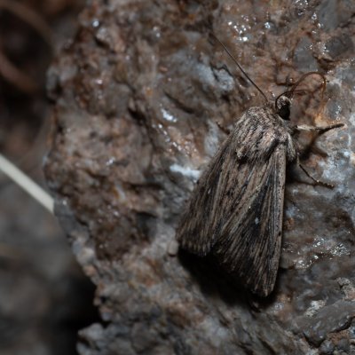 Leucania putrescens (-), HR, Jablanac