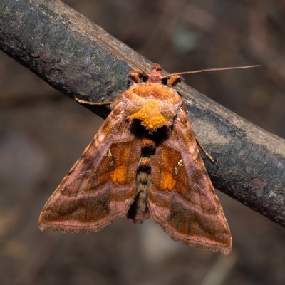 Autographa jota (kovolesklec hluchavkový), NPP Jeskyně Pekárna