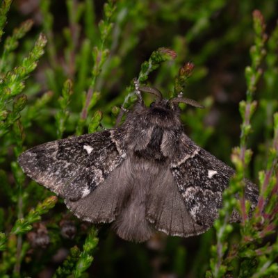 Cosmotriche lobulina (bourovec měsíčitý), PP Pohoří na Šumavě